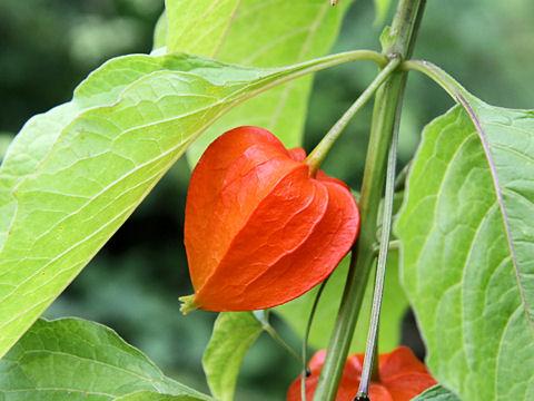 Physalis alkekengi